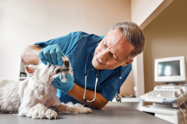  Wilmerding, PA Emergency Dentist Pros